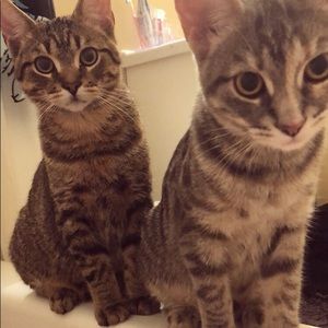 Meet your Posher, Dannah